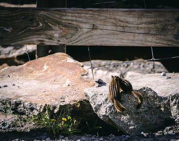 Close-up of lizard on rock