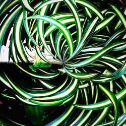 Full frame shot of green leaves
