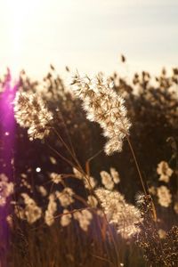 Close-up of flowering plants on field against sky