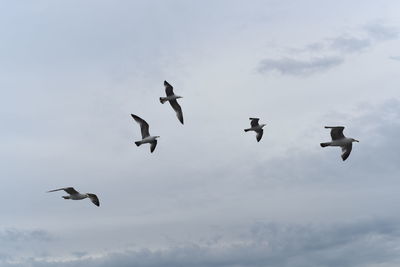 Low angle view of seagulls flying against sky