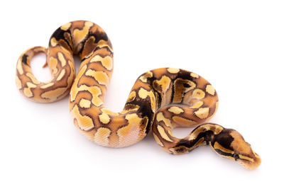 Close-up of an animal over white background