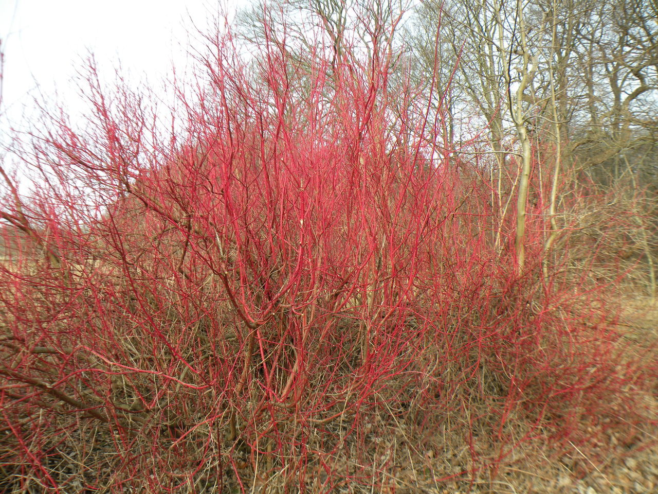 Cornus sanguinea