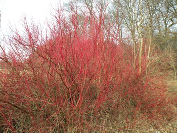 Full frame shot of red trees against sky