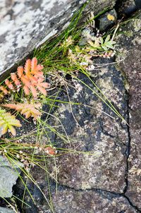 High angle view of plants growing outdoors