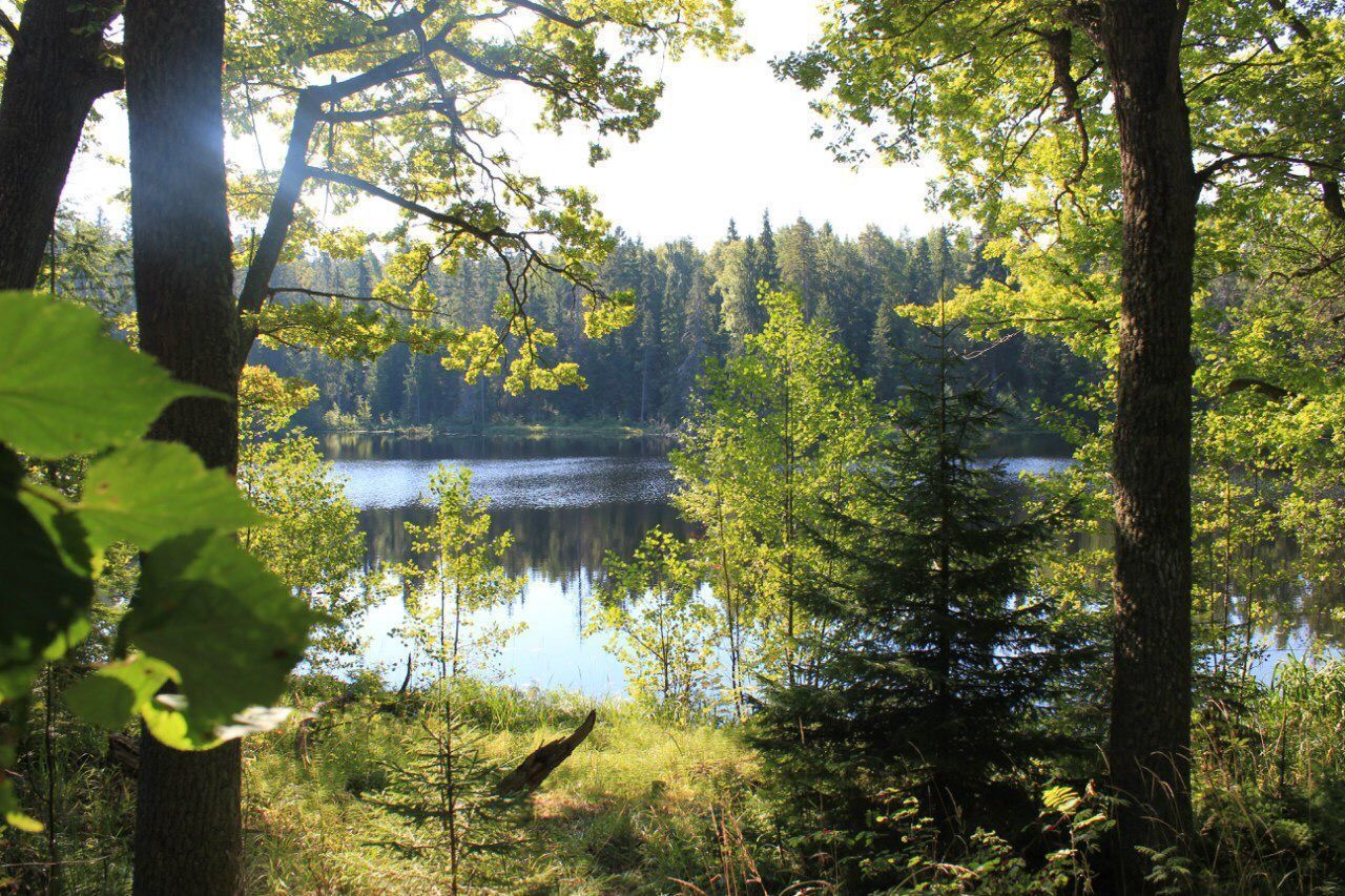 REFLECTION OF TREES IN LAKE