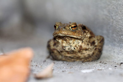 Close-up of frog