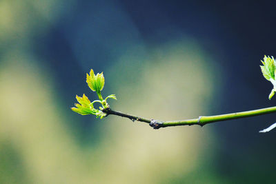 First leaves of spring on a tree