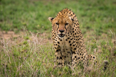 Cheetah sitting on grass in forest