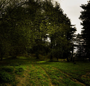 Trees on landscape against sky