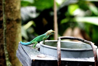 Close-up of lizard on leaf