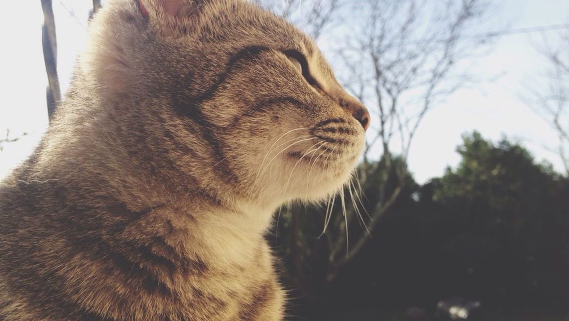 mammal, animal themes, one animal, domestic animals, pets, domestic cat, cat, feline, low angle view, whisker, tree, close-up, looking away, animal head, day, nature, outdoors, focus on foreground, side view, brown