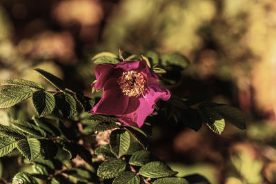 Close-up of pink rose plant