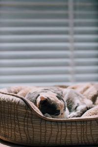 Close-up of cat sleeping at home