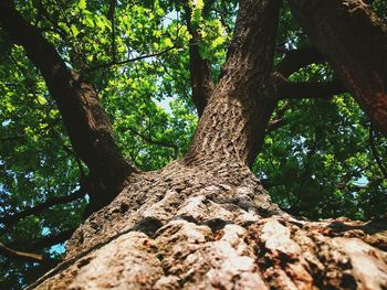 Low angle view of trees in forest