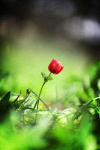 Close-up of red flowers blooming in field