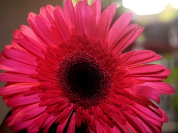 Close-up of pink flower