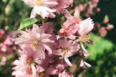 Close-up of pink cherry blossoms