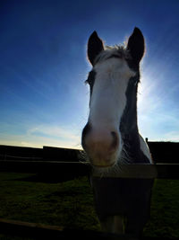 Portrait of horse standing on field against sky