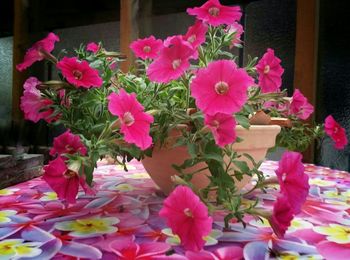 Close-up of pink flowers