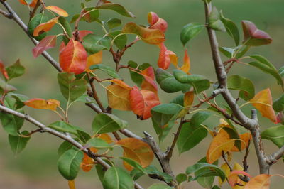 Close-up of red berries on tree