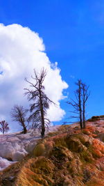 Bare trees on landscape against cloudy sky