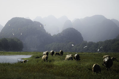 Sheep grazing in a field