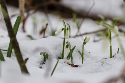 Close-up of snow on plant during winter