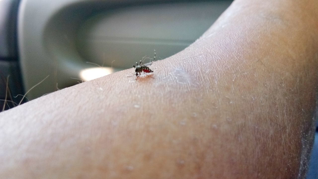 CLOSE-UP OF LADYBUG ON HUMAN HAND