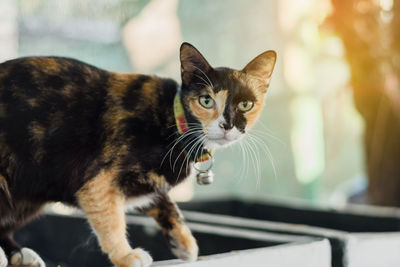 Close-up portrait of cat sitting