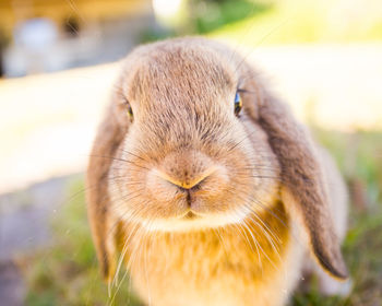 Close-up portrait of a rabbit