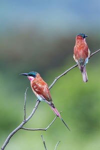 Close-up of bird perching on branch