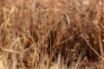 Close-up of dry plants on field