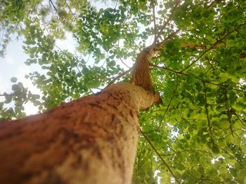 Low angle view of tree against sky