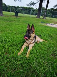 German shepherd relaxing on grassy field