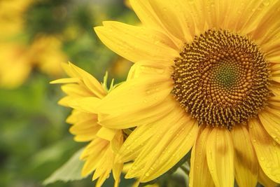 Close-up of yellow flower
