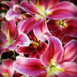 Close-up of pink flower