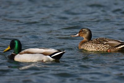 Duck swimming in lake