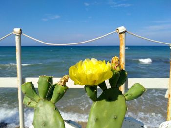 Close-up of yellow flowering plant by sea against sky