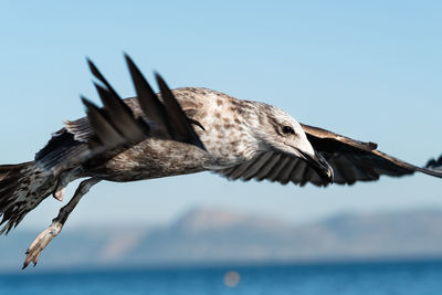 Close-up of seagull flying over sea against clear sky