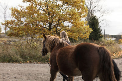 Horse standing in a field