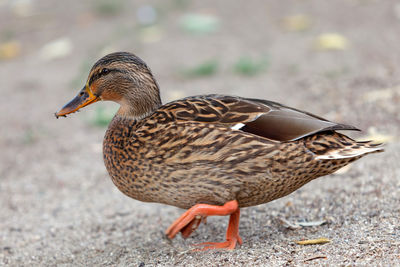 Close-up of a duck