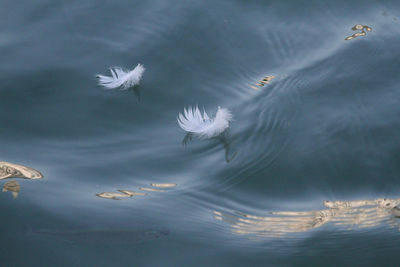 High angle view of feathers floating on lake