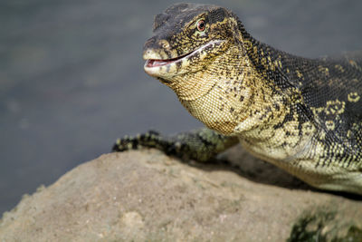 Close-up of lizard on rock