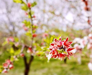 Close-up of pink cherry blossom