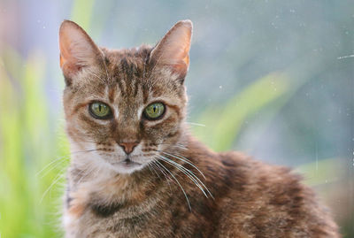 Close-up portrait of tabby cat