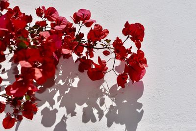 Close-up of red flowers