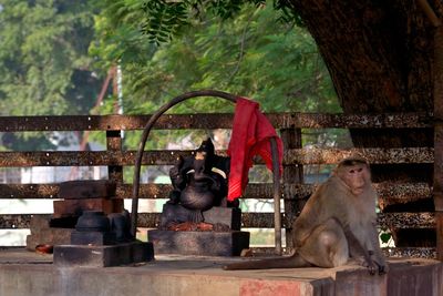 Monkey sitting on tree trunk