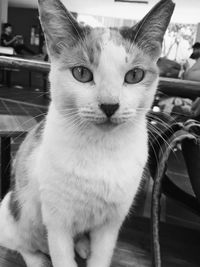 Close-up portrait of a cat