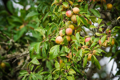 Close-up of fruits growing on tree