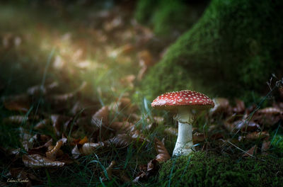 Close-up of fly agaric mushroom on field in forest